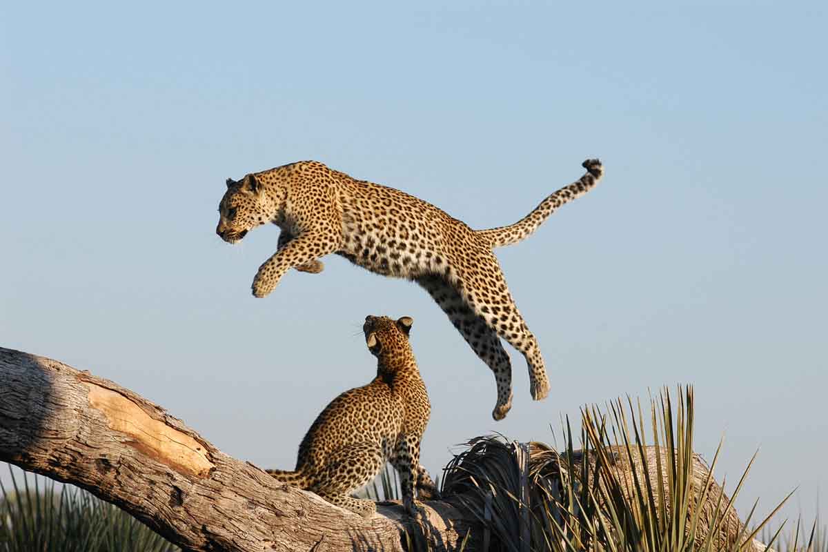 Luxury Linyanti, Khwai & Okavango Safari-Atzaro Okavango