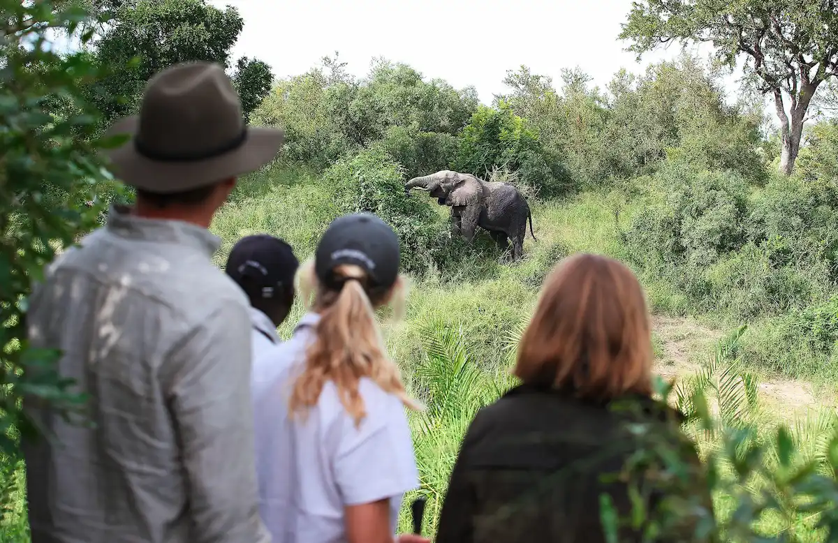 Londolozi Founders Camp