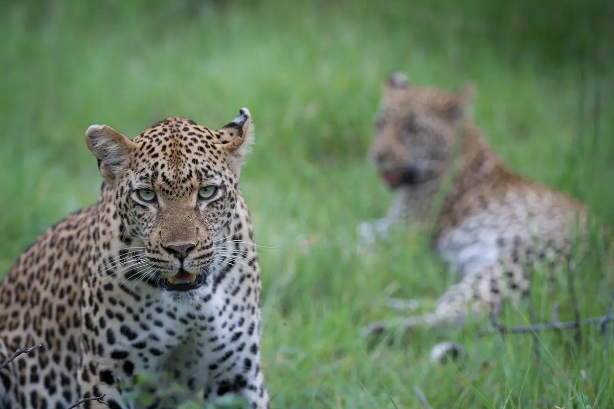 Londolozi Founders Camp