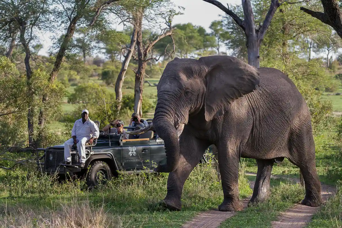 Londolozi Founders Camp
