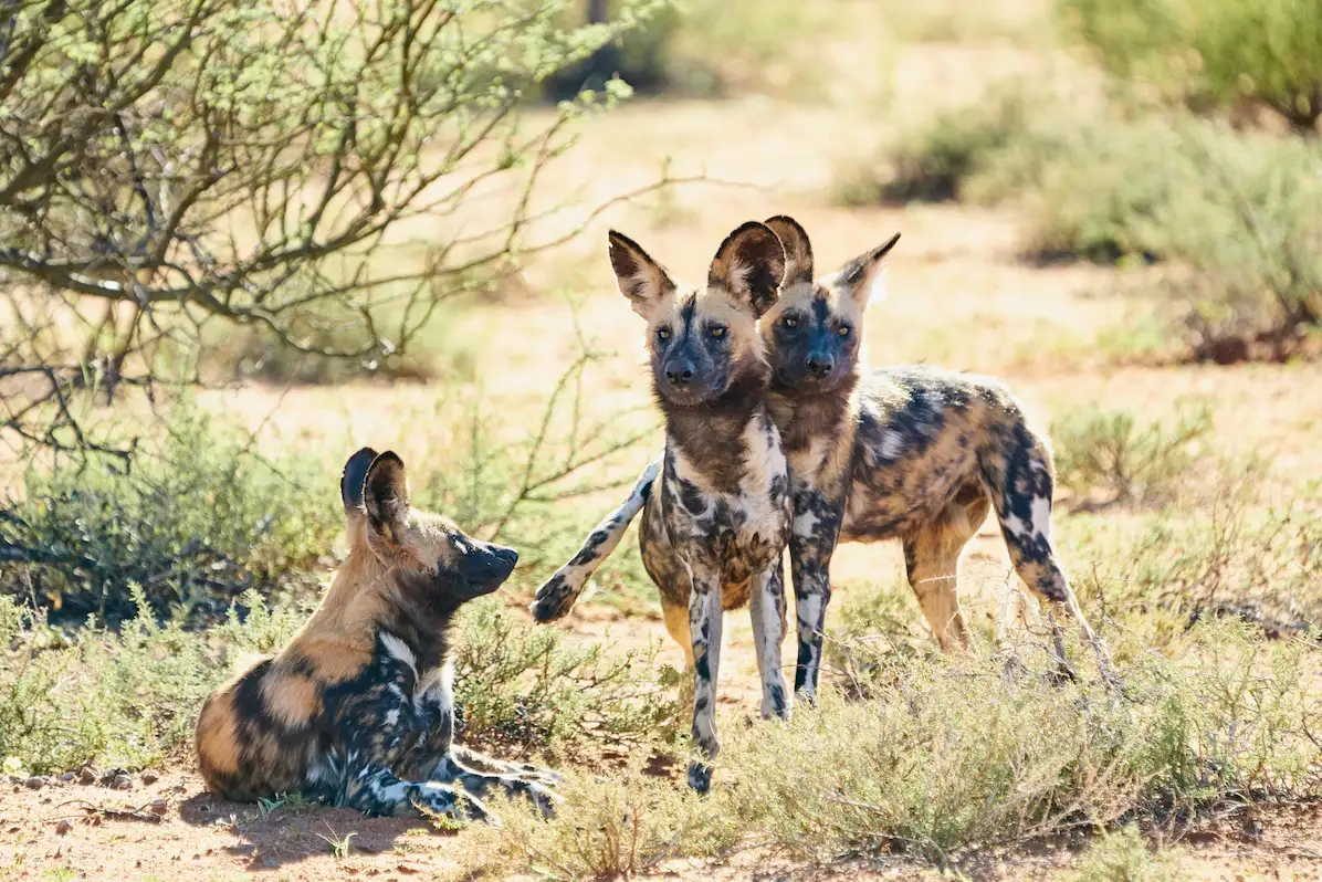 Tswalu Kalahari The Motse