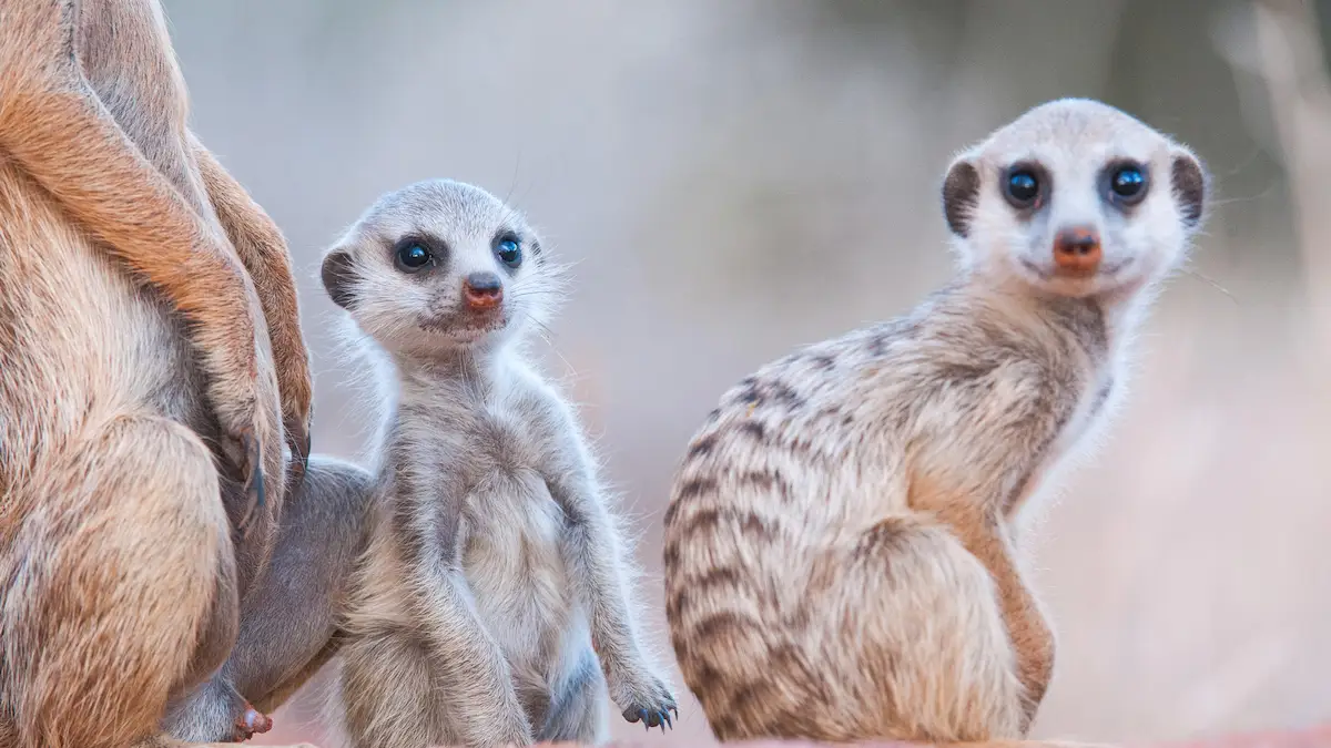 Tswalu Kalahari The Motse