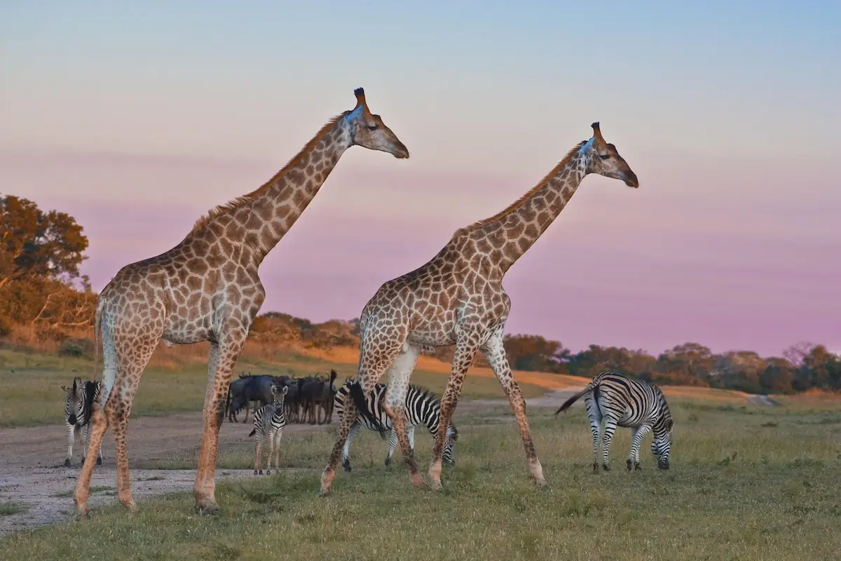 Arathusa Safari Lodge Sabi Sand