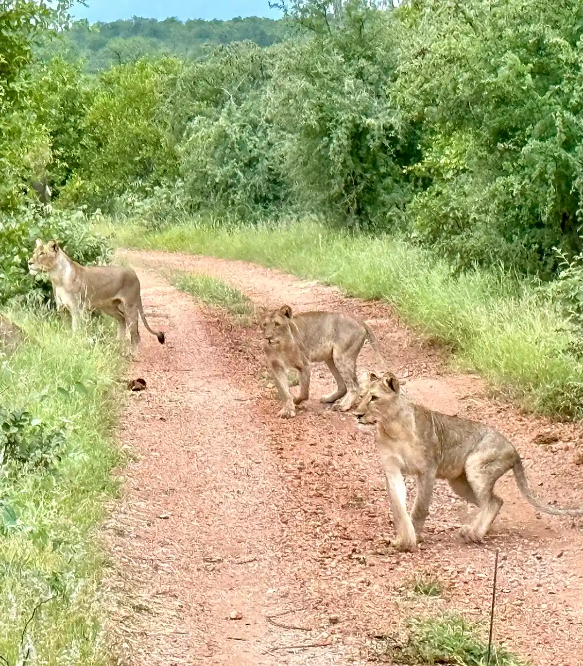 Kruger Walking Safari Review