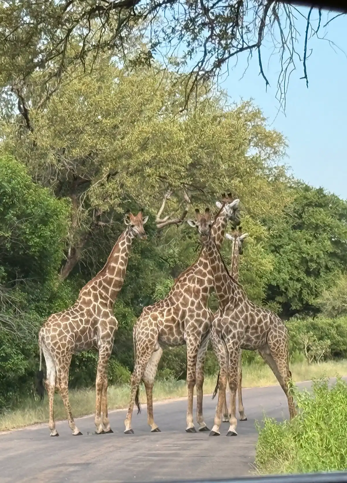Kruger Walking Safari Review