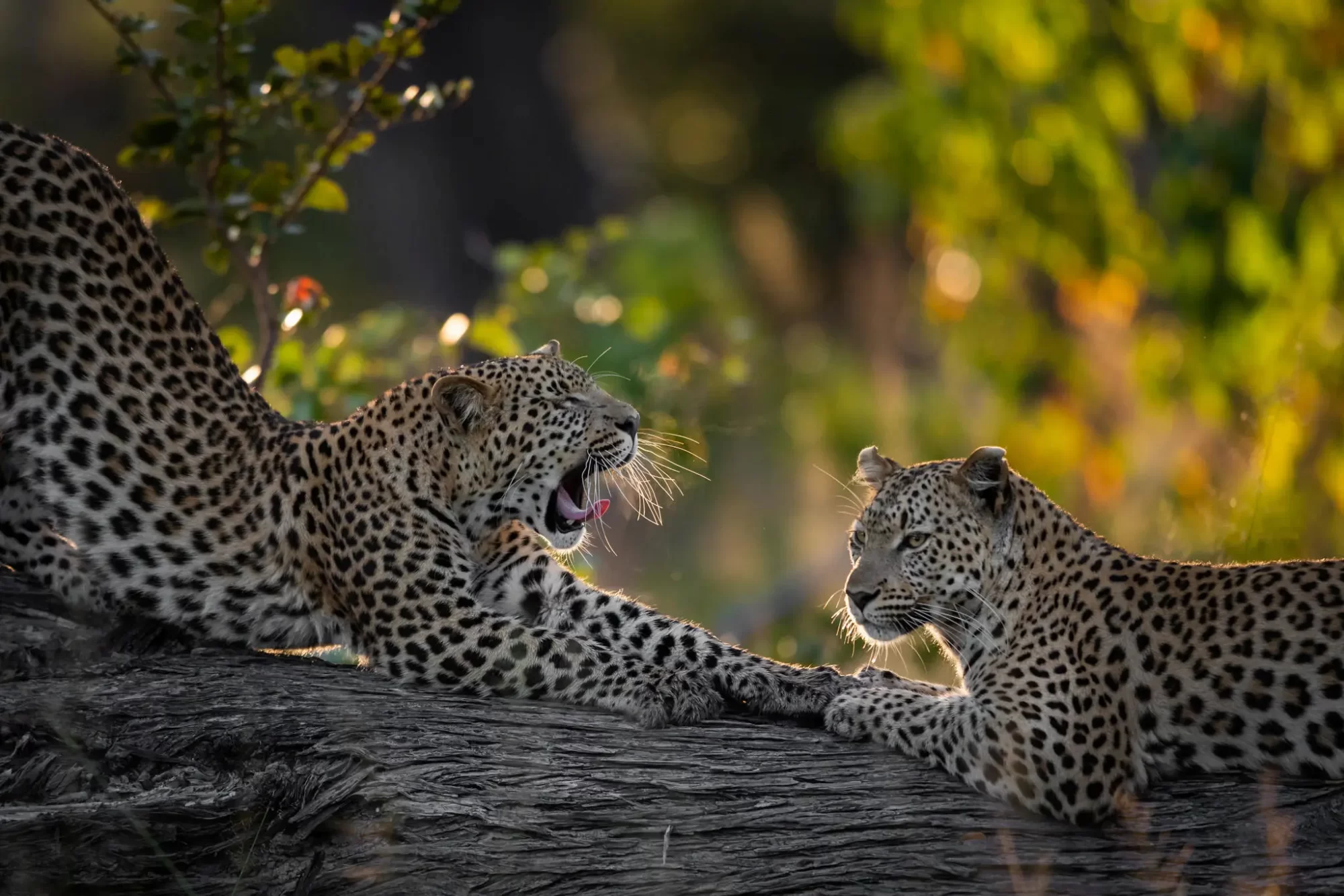 Luxury Safaris to Botswana Explore & Travel Africa